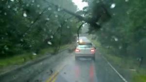 Tree Almost Lands On Car