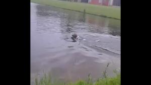 Dog Gets Surprise Of His Life In Pond