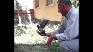 Pigeon Let Free In Nature