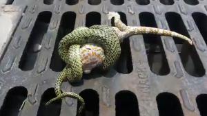 Lizard Escapes From Snake Attack