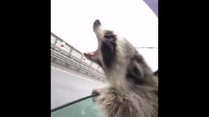 Raccoon Tries To Catch The Rain
