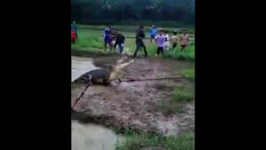Catching A Huge Crocodile